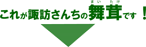 これが諏訪さんちの舞茸