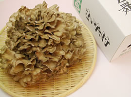 舞茸500化粧箱入り