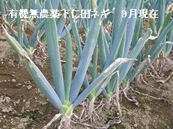 有機無農薬下仁田ねぎ